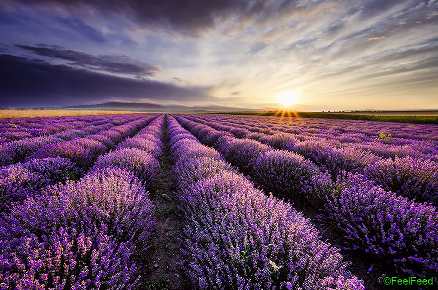 Lavender Sunrise