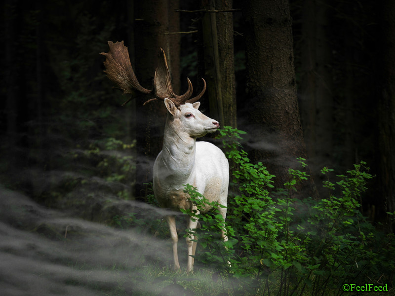 (c) Georg May, Germany, Entry, Nature and Wildlife Category, Open Competition, 2015 Sony World Photography Awards IMAGE TITLE: Morning Hour. IMAGE DESCRIPTION: A white fallow deer standing in the morning mist an early morning in Eifel National Park, Germany. One hardly dares to move - can only look fascinated. IMAGE LOCATION: Germany