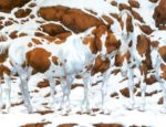 1477152163_how_many_horses_do_you_see_featured-696x365