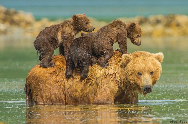 A mother bear takes a dip in the water to cool off in the warm summer sun but refuses to leave her three youngsters behind – so they climb aboard her back. (Photo by Jon Langeland/Solent News & Photo Agency)