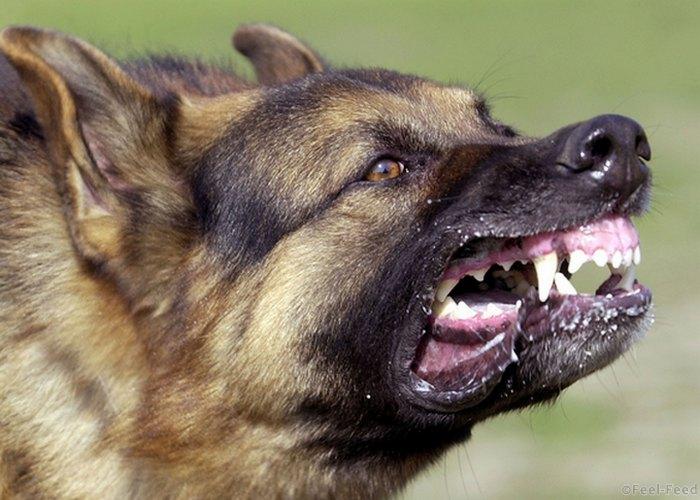 401082 05: A German Shepherd bares its teeth during Schutzhund attack dog training at Witmer-Tyson Imports February 14, 2002 in Newark, CA. The trial of Marjorie Knoller and Robert Noel, whose two giant Presa Canario attack dogs killed 33-year-old Diane Whipple last January, is scheduled to begin on February 19, 2002 in Los Angeles. (Photo by Justin Sullivan/Getty Images)