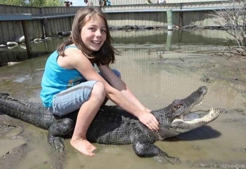 ALAMOSA, CO - JUNE 02: Samatha Young, 9, wrestles an alligator at Colorado Gators Reptile Park on June 02, 2010 in Alamosa, Colorado. Meet Samantha Young, the nine-year-old alligator wrestler who teaches grown men how to tussle with the eight-foot deadly reptiles. Living with her parents Jay and Erin at the Colorado Gators Reptile Park, Samantha is part of the Young family who live with 350 of the snapping beasts on their 12-acre farm. Beginning their alligator collection in 1987, the Young family and Samantha now offer £70 classes to teach members of the public how to tackle the massive toothy predators. PHOTOGRAPH BY BARRY BLAND / BARCROFT USA UK Office, London. T +44 845 370 2233 W www.barcroftmedia.com USA Office, New York City. T +1 212 564 8159 W www.barcroftusa.com Indian Office, Delhi. T +91 114 653 2118 W www.barcroftindia.com Australasian & Pacific Rim Office, Melbourne. E info@barcroftpacific.com T +613 9510 3188 or +613 9510 0688 W www.barcroftpacific.com