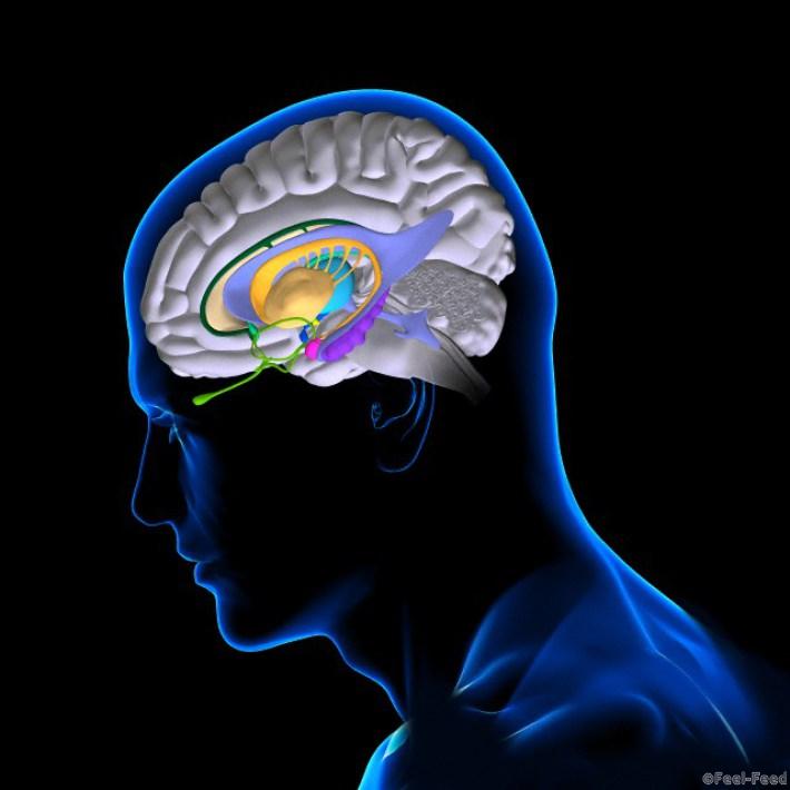 03 Dec 2012, France --- Anatomy of the brain. The caudate nucleus, the putamen, the globus pallidus (yellow), the fornix (green), the indusium griseum (dark green), the thalamus (light blue), the hypothalamus (dark blue), the hippocampus (purple), the amygdala (pink), the mammillary body (dark yellow), the olfactory bulbs (light green), the cingulate cortex (blue), the lateral ventricles (grey blue), the corpus callosum (light yellow). --- Image by © Fernando Da Cunha /BSIP/Corbis