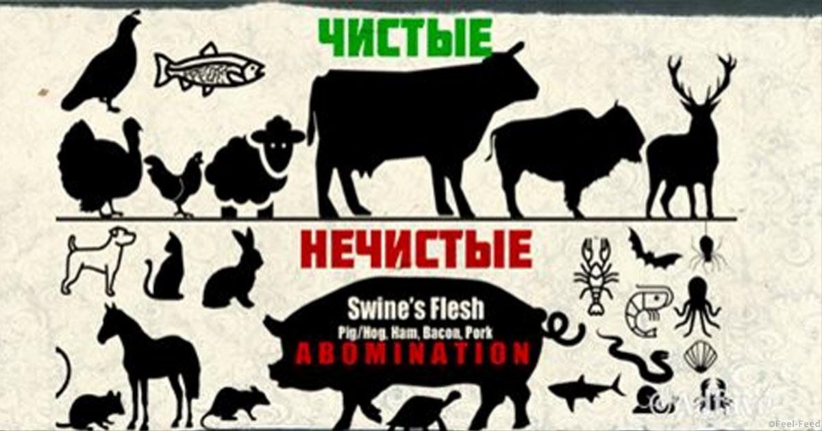 Почему собака в православии нечистое животное Почему собака в православии нечистое животное