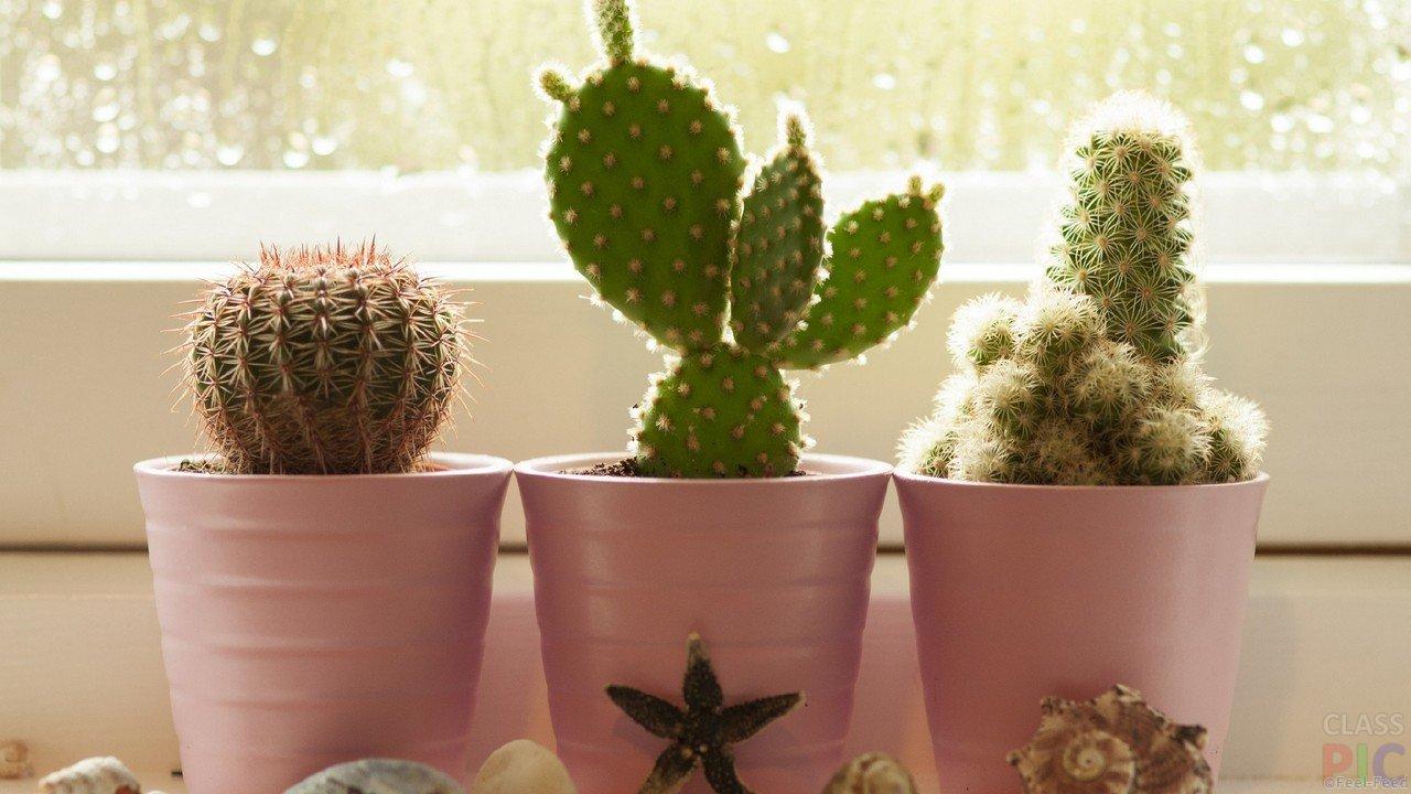 tri-kaktusa-na-okne