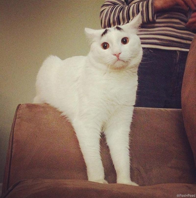 A cat with eyebrows has over 35,000 Instagram followers. Sam, a two-year-old white kitty with distinctive black bushy brows, has become an Internet sensation since his owner posted images of him online. The animal was abandoned in a cat carrier in March 2012, outside his owner's home. "This website was created not only to share Sam with the world, but to help out other animals who did not have the fortune, like Sam did, of being adopted," writes the cat's owner, who has chosen to remain anonymous. Proceeds from the sale of posters and T-shirts featuring Sam will help a Brooklyn-based animal rescue organization, Empty Cages Collective. More than 35,000 people now follow Sam on Instagram, the popular photo sharing website. Pictured: Sam Ref: SPL503845  280213   Picture by: Splash/@samhaseyebrows Splash News and Pictures Los Angeles:	310-821-2666 New York:	212-619-2666 London:	870-934-2666 photodesk@splashnews.com Splash News and Picture Agency does not claim any Copyright or License in the attached material. Any downloading fees charged by Splash are for Splash's services only, and do not, nor are they intended to, convey to the user any Copyright or License in the material. By publishing this material , the user expressly agrees to indemnify and to hold Splash harmless from any claims, demands, or causes of action arising out of or connected in any way with user's publication of the material.   ALL OVER PRESS *** Local Caption *** World Rights