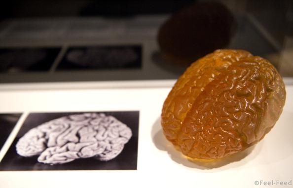 A picture shows a picture and model of Albert Einstein's brain on display during a preview of the Wellcome Collection's major new exhibition "Brains: mind of matter" in London on March 27, 2012. AFP PHOTO / MIGUEL MEDINA (Photo credit should read MIGUEL MEDINA/AFP/Getty Images)