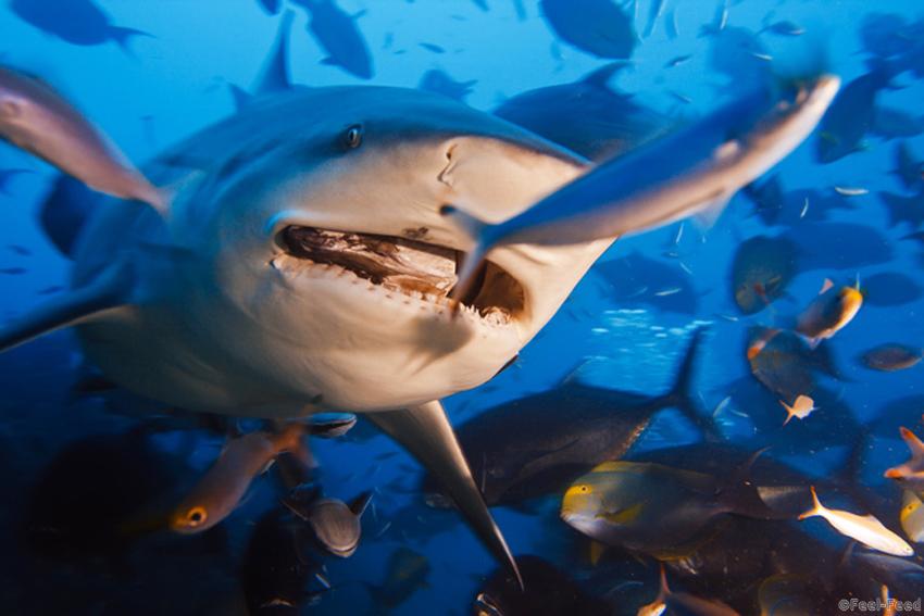 Bull shark with prey in its mouth from Pacific ocean in dynamic mix with many other fish shouted at thirty meters depth