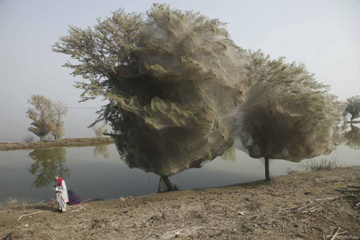 Villagers stand next to trees covered in spider webs in the flood affected areas of K.N. Shah, located near Dadu in Pakistan's Sindh province, December 7, 2010. The cocooned trees have been a side-effect of spiders escaping flood waters in the area. Although people in this part of Sindh have never witnessed this phenomenon, they report there are now less mosquitoes, thus reducing the risk of malaria. Picture taken December 7, 2010.  REUTERS/Department for International Development/Russell Watkins  (PAKISTAN - Tags: SOCIETY ENVIRONMENT DISASTER IMAGES OF THE DAY) FOR EDITORIAL USE ONLY. NOT FOR SALE FOR MARKETING OR ADVERTISING CAMPAIGNS. THIS IMAGE HAS BEEN SUPPLIED BY A THIRD PARTY. IT IS DISTRIBUTED, EXACTLY AS RECEIVED BY REUTERS, AS A SERVICE TO CLIENTS