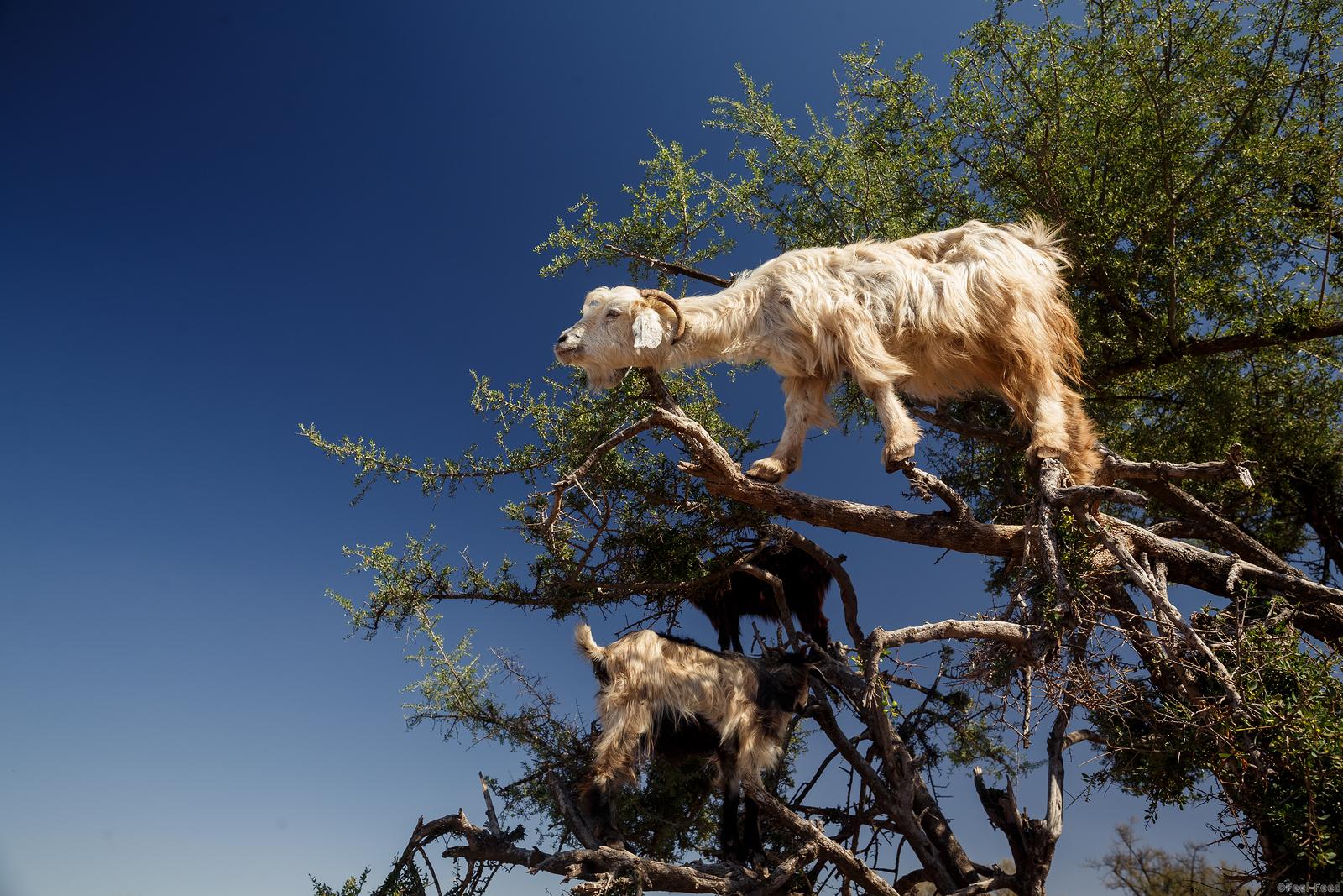 The incredible tree-climbing goats of Agadir, Morocco