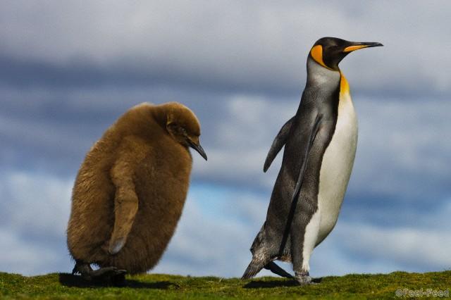 Falkland Islands --- King penguin chick following parent in the Falkland Islands --- Image by © Frans Lanting/Corbis