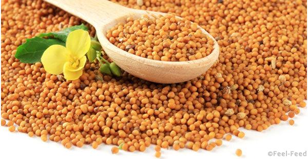 benefits-of-mustard-seeds1