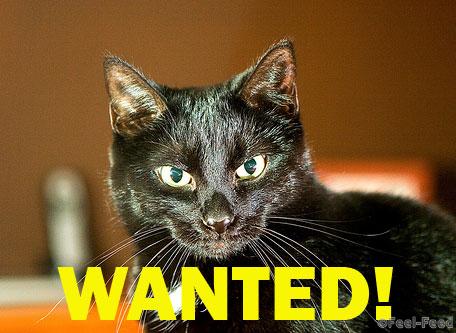 wanted-cat