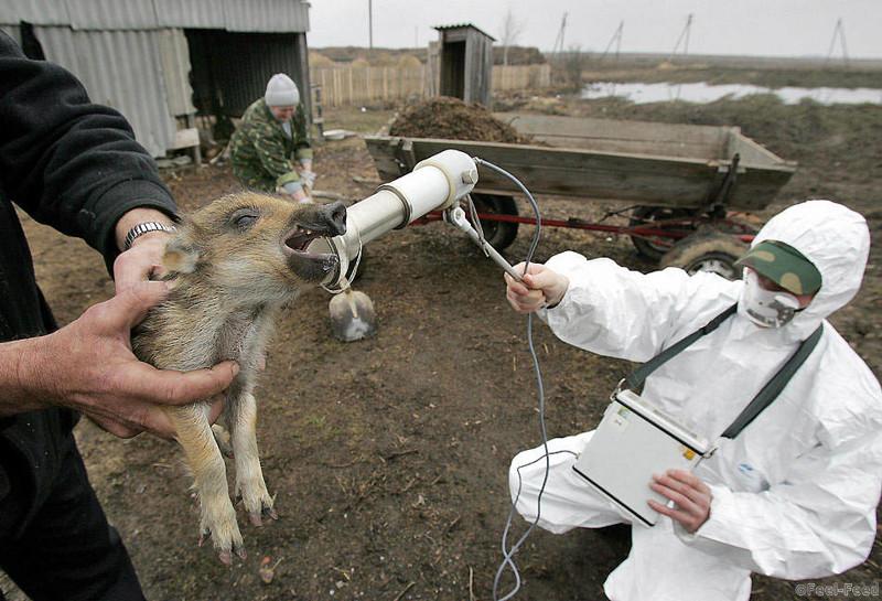 A worker of the Belarussian radiation ecology reserve measures the level of radiation at Belarussian village Vorotets, inside the 30-km exclusion zone around the Chernobyl nuclear reactor, 06 April 2006. VIKTOR DRACHEV/AFP/Getty Images