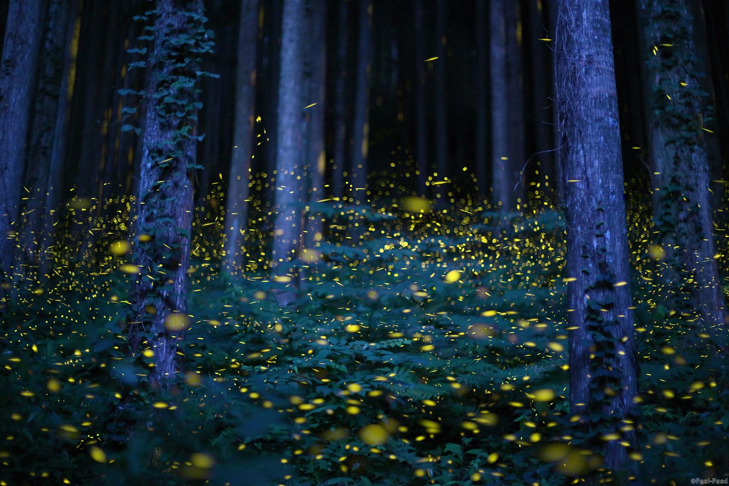 The season of a firefly comes around in Japan at the beginning of a rainy season. This firefly is a species called Luciola parvula, and repeats blink. This species flies in the beautiful forest. [Hime-HOTARU] Call a firefly in Japan. The number of inhabitance of these firefly decreases every year in Japan. This photo was taken a picture of by composite photograph (30 sec × 160 shots).anon EOS 5D Mark III + EF50mm F1.8 lens, 30 sec. at f/1.8, ISO2000.