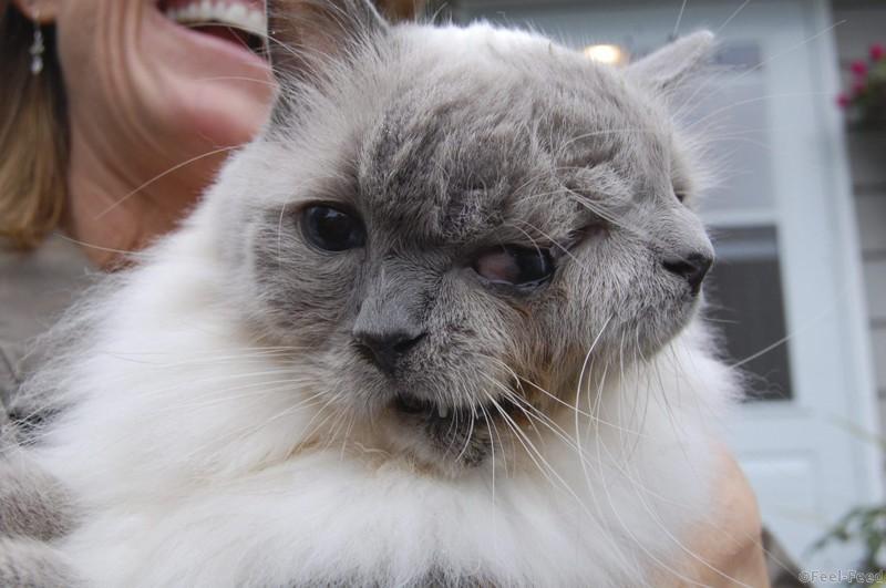 This undated handout image, obtained by Reuters on September 27, 2011, shows a Massachusetts cat with two faces that has become the world's longest surviving so called "janus" feline at 12 years of age. The cat, who is named Frank and Louie, has two mouths, two noses and three eyes. Frank and Louie have one brain, so the faces react in unison. REUTERS/David Niles/Handout (UNITED STATES - Tags: ANIMALS SOCIETY TPX IMAGES OF THE DAY) THIS IMAGE HAS BEEN SUPPLIED BY A THIRD PARTY. IT IS DISTRIBUTED, EXACTLY AS RECEIVED BY REUTERS, AS A SERVICE TO CLIENTS. FOR EDITORIAL USE ONLY. NOT FOR SALE FOR MARKETING OR ADVERTISING CAMPAIGNS
