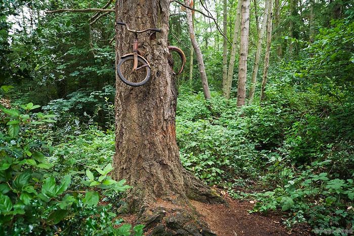 The famed "Bicycle Eaten by A Tree" tucked in the woods right off the Vashon Highway on Vashon Island, Washington.