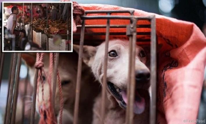 A dog looks out from its cage at a stall as it is displayed by a vendor as he waits for customers during a dog meat festival at a market in Yulin, in southern China's Guangin Yulin, in southern China's Guangxi province on June 22, 2015. The city holds an annual festival devoted to the animal's meat on the summer solstice which has provoked an increasing backlash from animal protection activists. AFP PHOTO / JOHANNES EISELE (Photo credit should read JOHANNES EISELE/AFP/Getty Images)