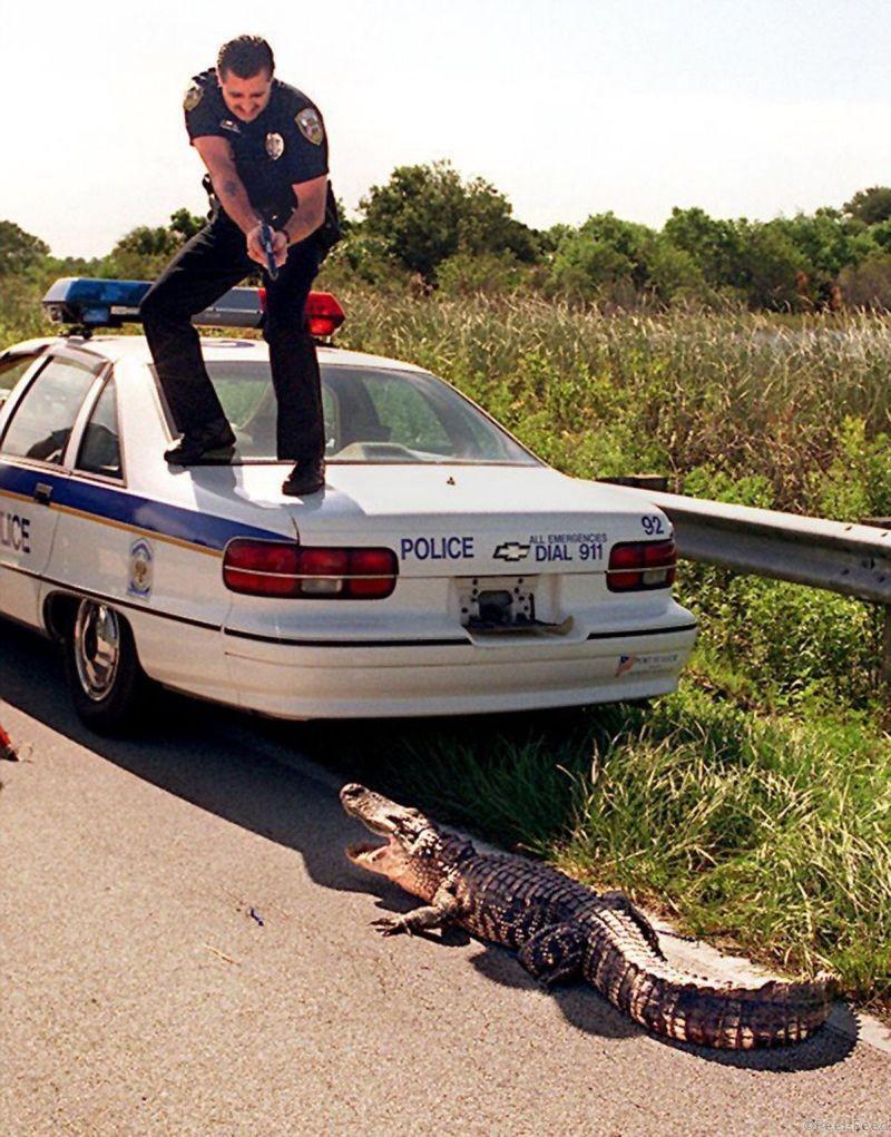 Copyrighted Photo by Paul J. Milette..PORT ST.LUCIE, FL, 6/29/1994...Port St.Lucie police officer Chuck Lamm holds his handgun on a 6 foot alligator he and fellow officers tried to set free in the Savannas Preserve State Park along Walton Rd. The gator was first spotted Wednesday afternoon at the front door of 1348 S.E.Port St.Lucie Blvd in Port St.Lucie.Police and animal control officers trapped the gator and brought it to the Savannas to be set free.The gator finally walked into the water after laying in the road and blocking traffic for about 20 minutes.