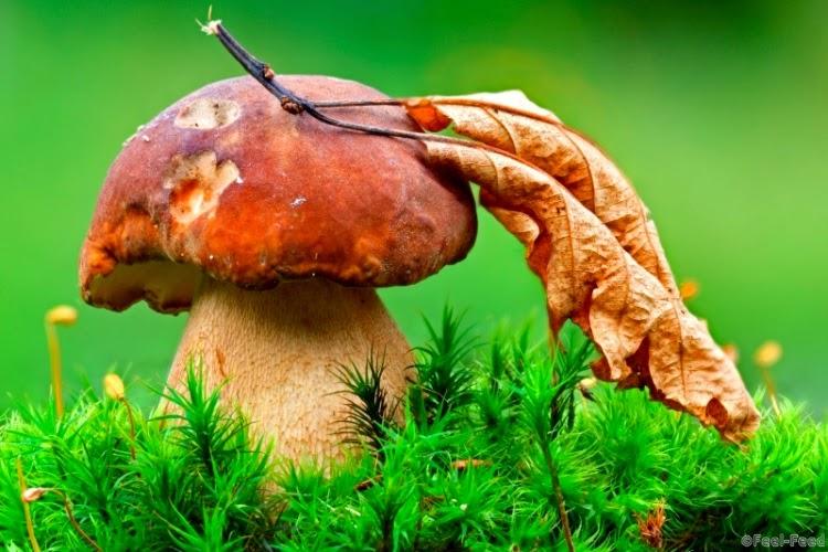 Интересные факты о грибах и научные исследования царства
