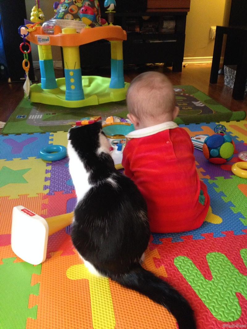 pictures-with-cats-and-children-dip-feed-6