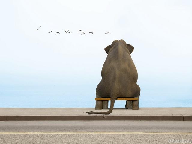 1289974628_funny_wallpapers_elephant_on_a_small_bench_022985_